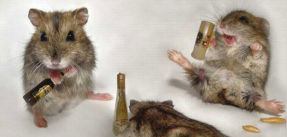  эксперимент, крысы, алкогольная зависимость, рефлекс